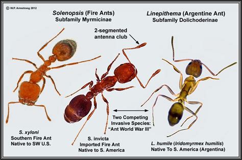 fire ants vs regular ants